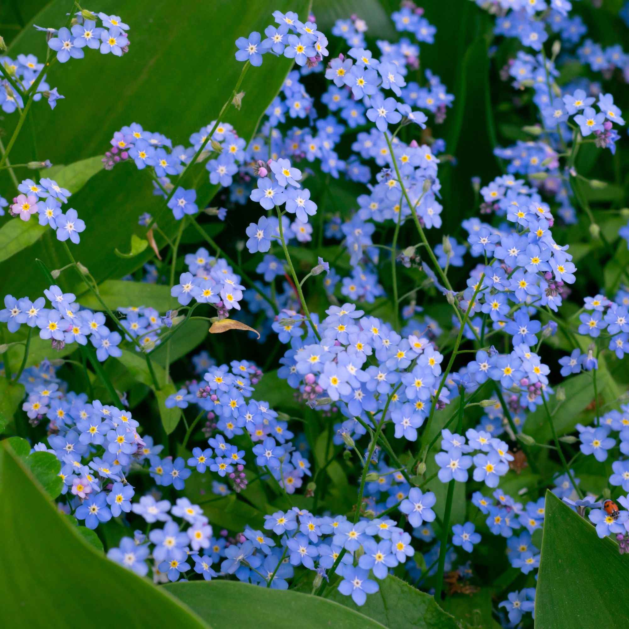 Myosotis des marais - Myosotis palustris - Plantes aquatiques