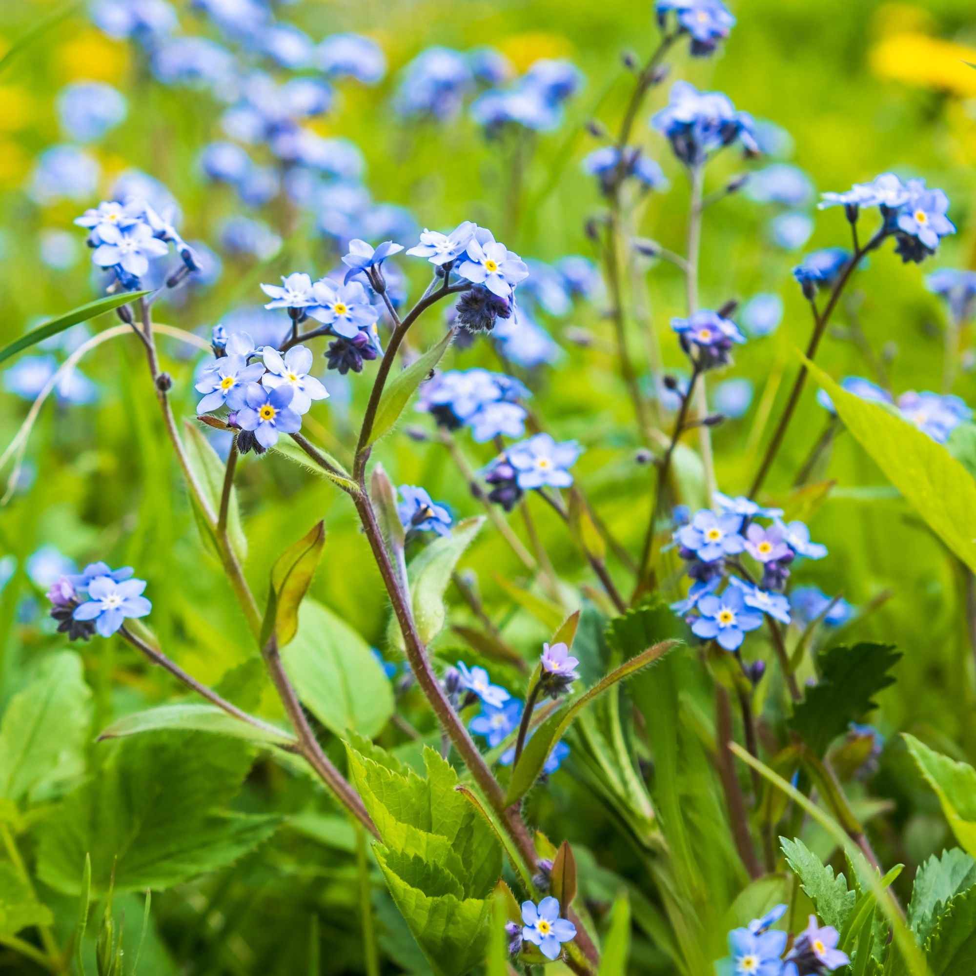 Myosotis des marais - Myosotis palustris - Plantes de berges