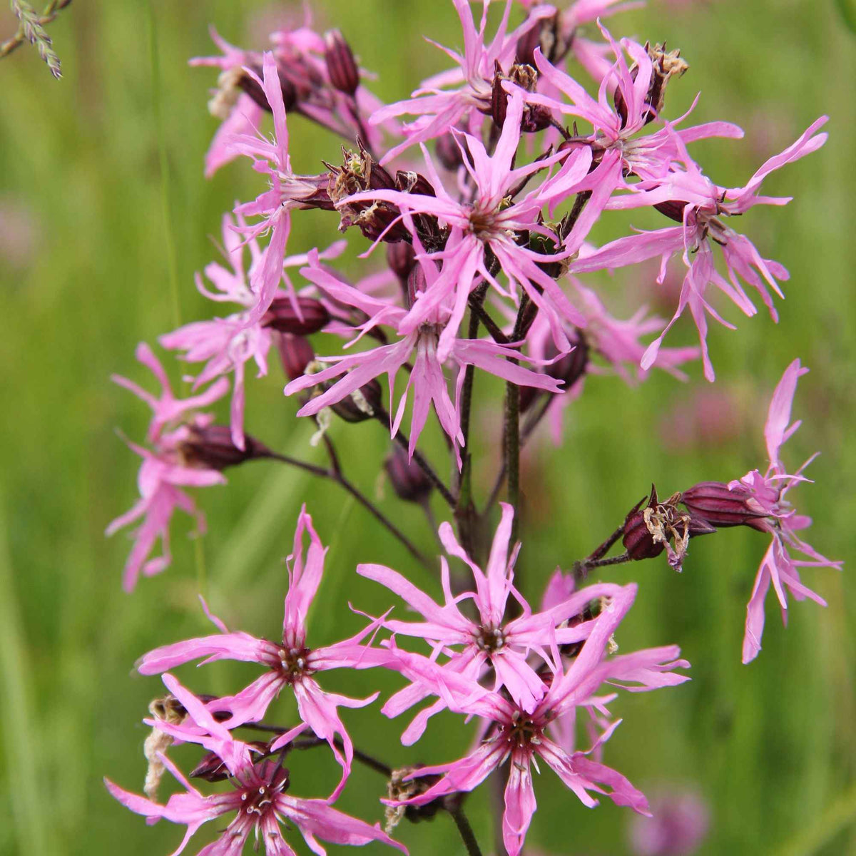 3 Lychnis flos-cuculi - Œillets des près - Willemse