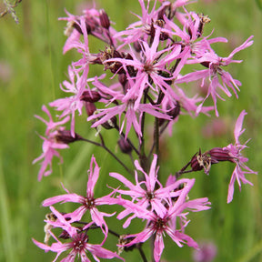 3 Lychnis flos-cuculi - Œillets des près - Lychnis flos-cuculi - Plantes