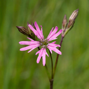 3 Lychnis flos-cuculi - Œillets des près - Lychnis flos-cuculi - Plantes vivaces