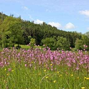 3 Lychnis flos-cuculi - Œillets des près - Lychnis flos-cuculi - Fleurs vivaces