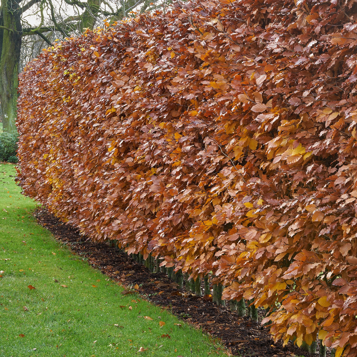 Haie de hêtre commun - Fagus sylvatica - Willemse