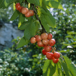 Collection de 3 mini-Cerisiers : Burlat, Van, Napoléon - Prunus avium van, napoleon, burlat - Mini fruitier