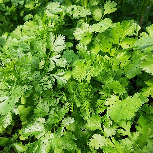 Collection d'aromatiques Bio - Collection de 4 aromatiques bio - Potager