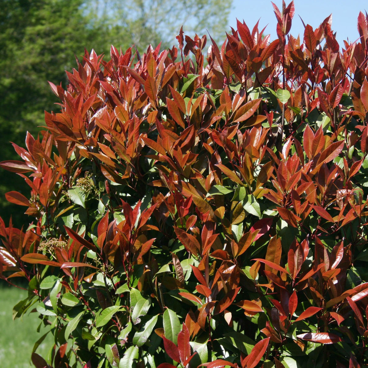 Collection Haie printanière - 4 arbustes - Photinia, Forsythia, Spireae Grefsheim , Chaneomeles - Arbustes