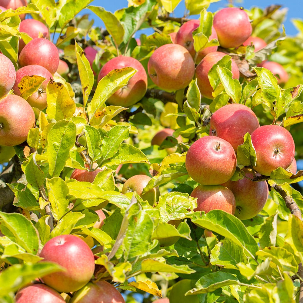 Pommier Reine des Reinettes - Malus domestica 'reine des renettes' - Pommier