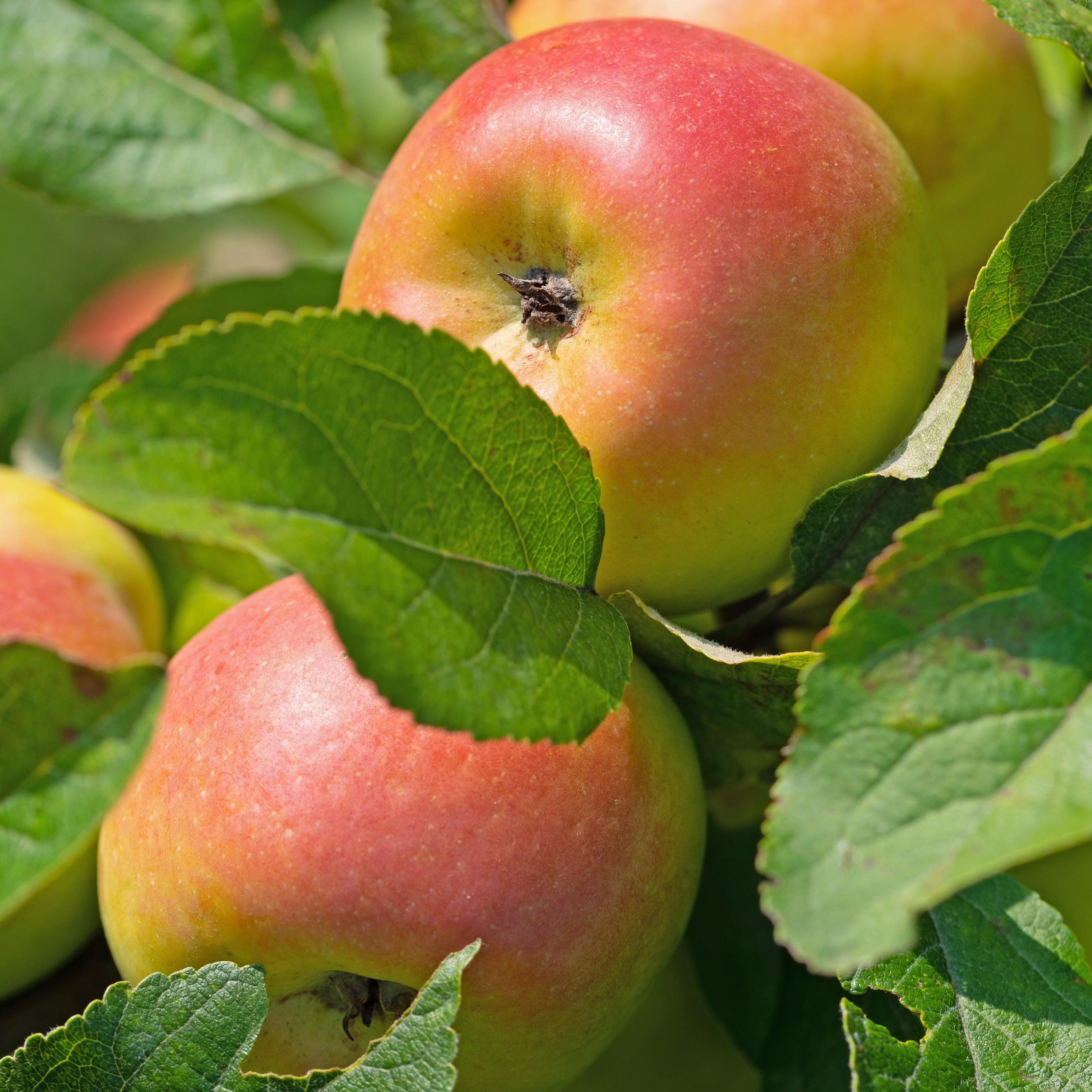 Pommier Reine des Reinettes - Malus domestica 'reine des renettes'