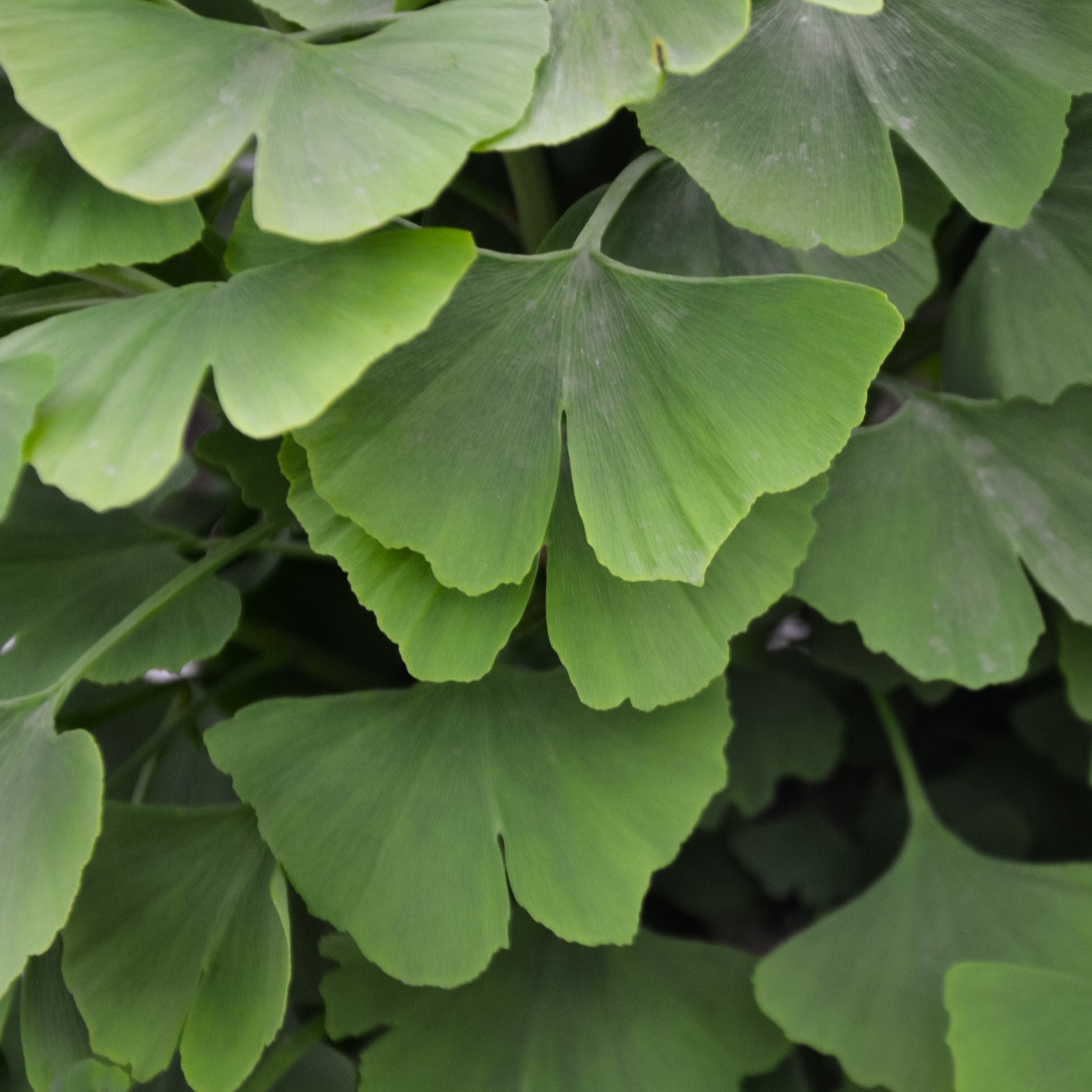 Arbre aux 40 écus - Ginkgo biloba - Arbres