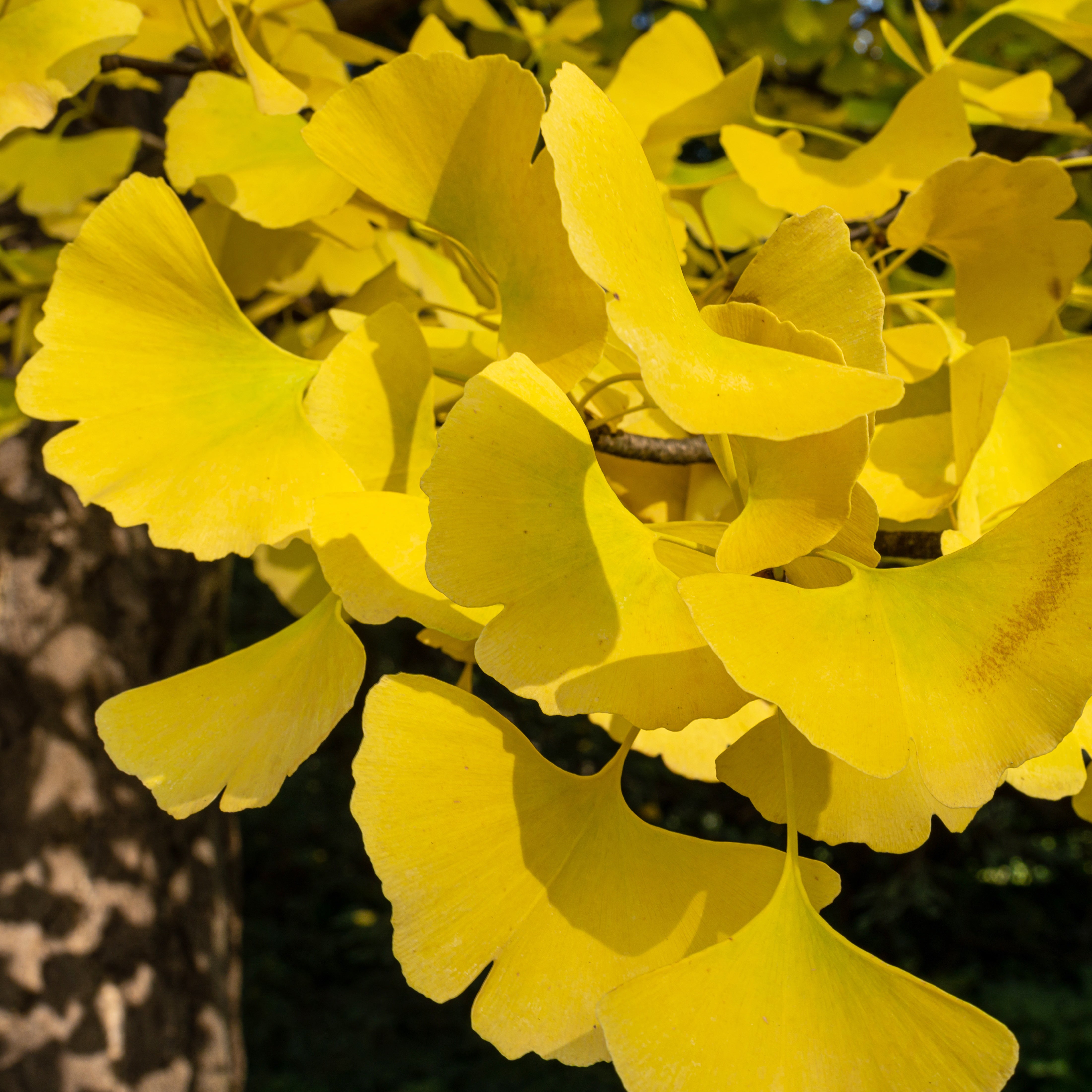 Arbre aux 40 écus - Ginkgo biloba