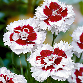 3 Œillets mignardise Alice - Dianthus allwoodii  'alice' - Plantes