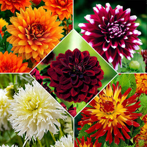 5 Dahlias à grandes fleurs The Kiss en mélange - Dahlia 'the kiss' - Plantes