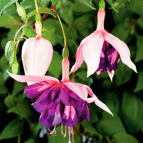 3 Fuchsias retombants Royal Mosaic - Fuchsia Royal Mosaic - Plantes