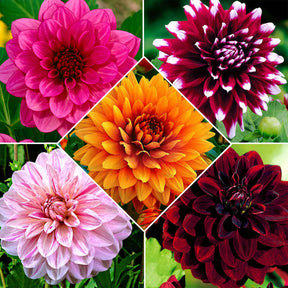 5 Dahlias à grandes fleurs en mélange - Dahlia - Plantes