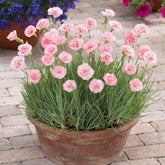 3x Géranium sanguin Dianthus 'Doris' rose