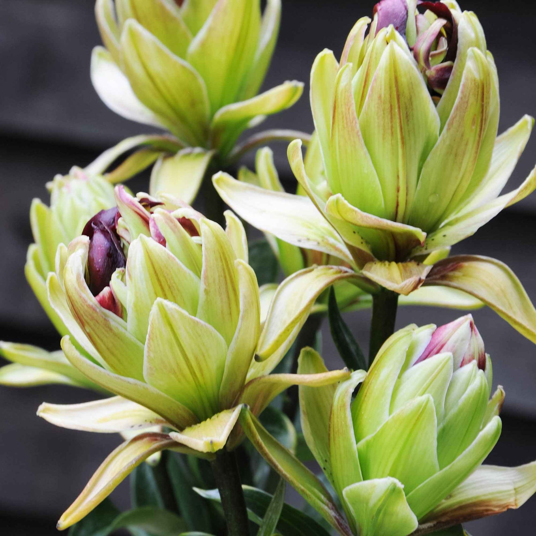 5 Lis asiatique Mystery Dream - Lilium asiaticum 'mystery dream' - Plantes