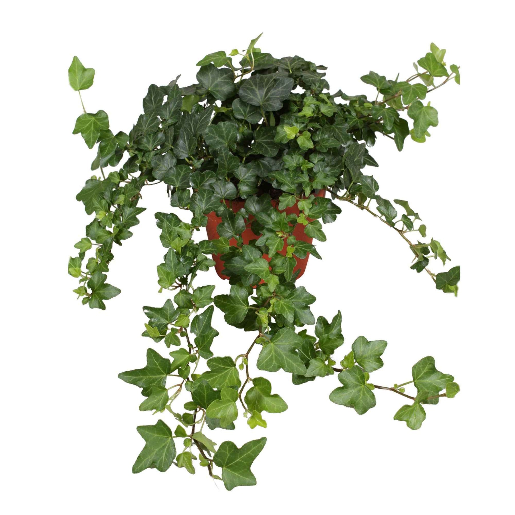 Lierre commun Wonder - Hedera helix wonder - Lierre