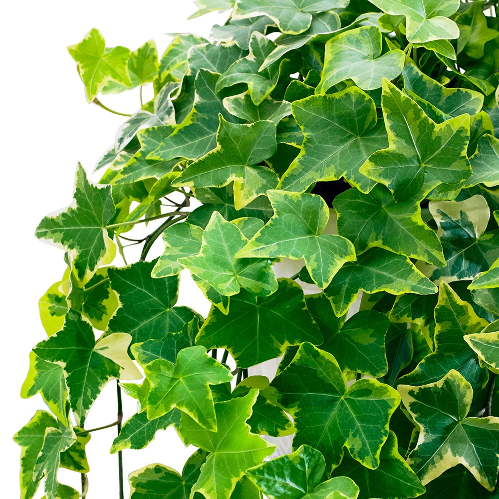 Lierre commun Goldchild - Hedera helix 'Goldchild'