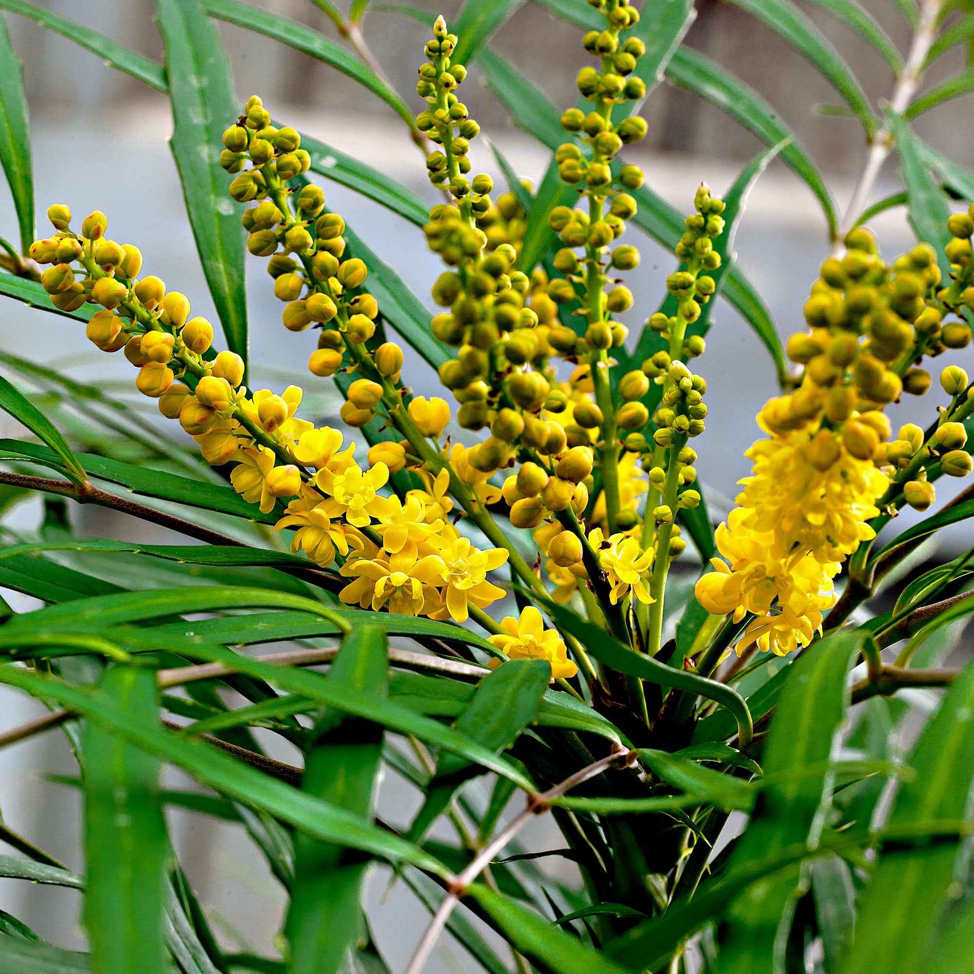 Mahonia Soft Caress - Mahonia eurybracteata 'soft caress'