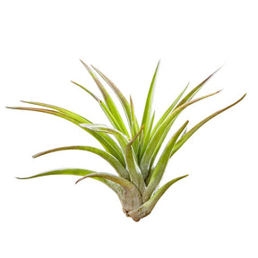 Tillandsia sur bois - Tillandsia