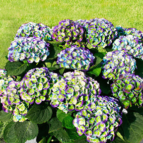 Hortensia Revolution Blue - Hydrangea macrophylla 'revolution blue' - Plantes