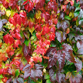 Vigne vierge Parthenocissus 'Engelmannii' rouge - Caractéristiques des plantes