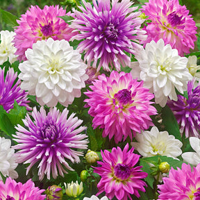 5 Dahlias All Summer Long en mélange - Dahlia 'all summer long' - Plantes