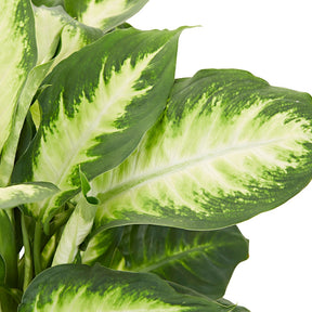 Dieffenbachia Camilla - 1x hauteur de livraison 45-50 cm, pot de Diamètre 17 cm - Plantes d intérieur - undefined