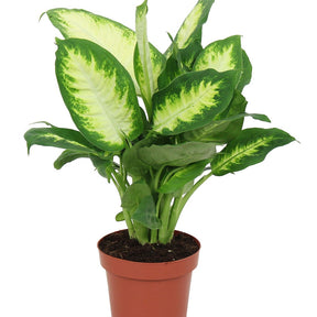 Dieffenbachia Camilla - Dieffenbachia camilla