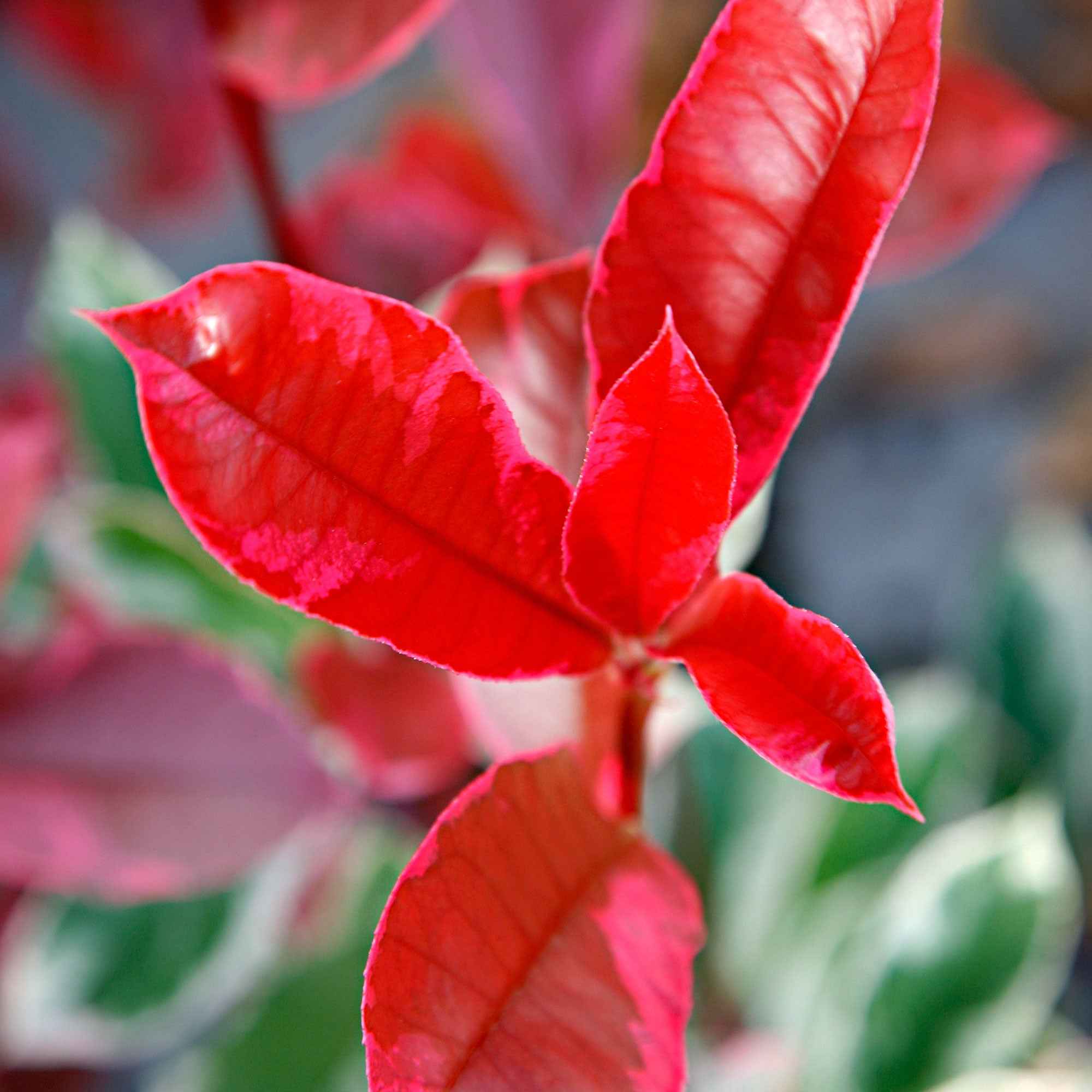 Photinia 'Pink Marble' rose - Arbustes