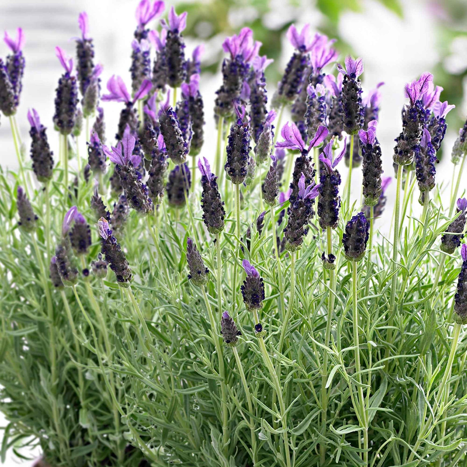 Lavande papillon Anouk - Lavandula stoechas 'anouk' - Plantes vivaces