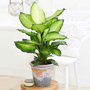 Dieffenbachia Summer Style - Dieffenbachia summer style - Plantes