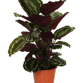 Calathéa Medaillon - Calathea medaillon