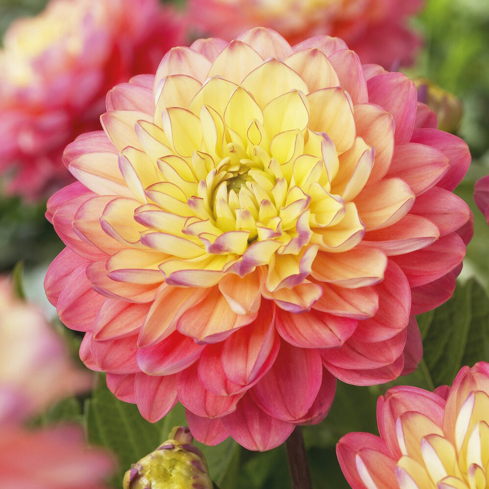 3 Dahlias Melody Allegro - Willemse