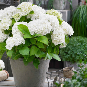 Hortensia blanc - Hydrangea macrophylla - Plantes