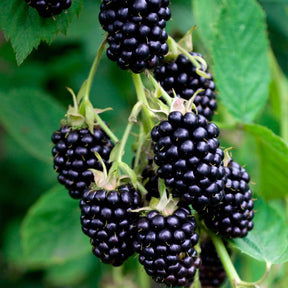 Mûrier de Corée Mulle - Morus acidosa 'mulle' - Plantes