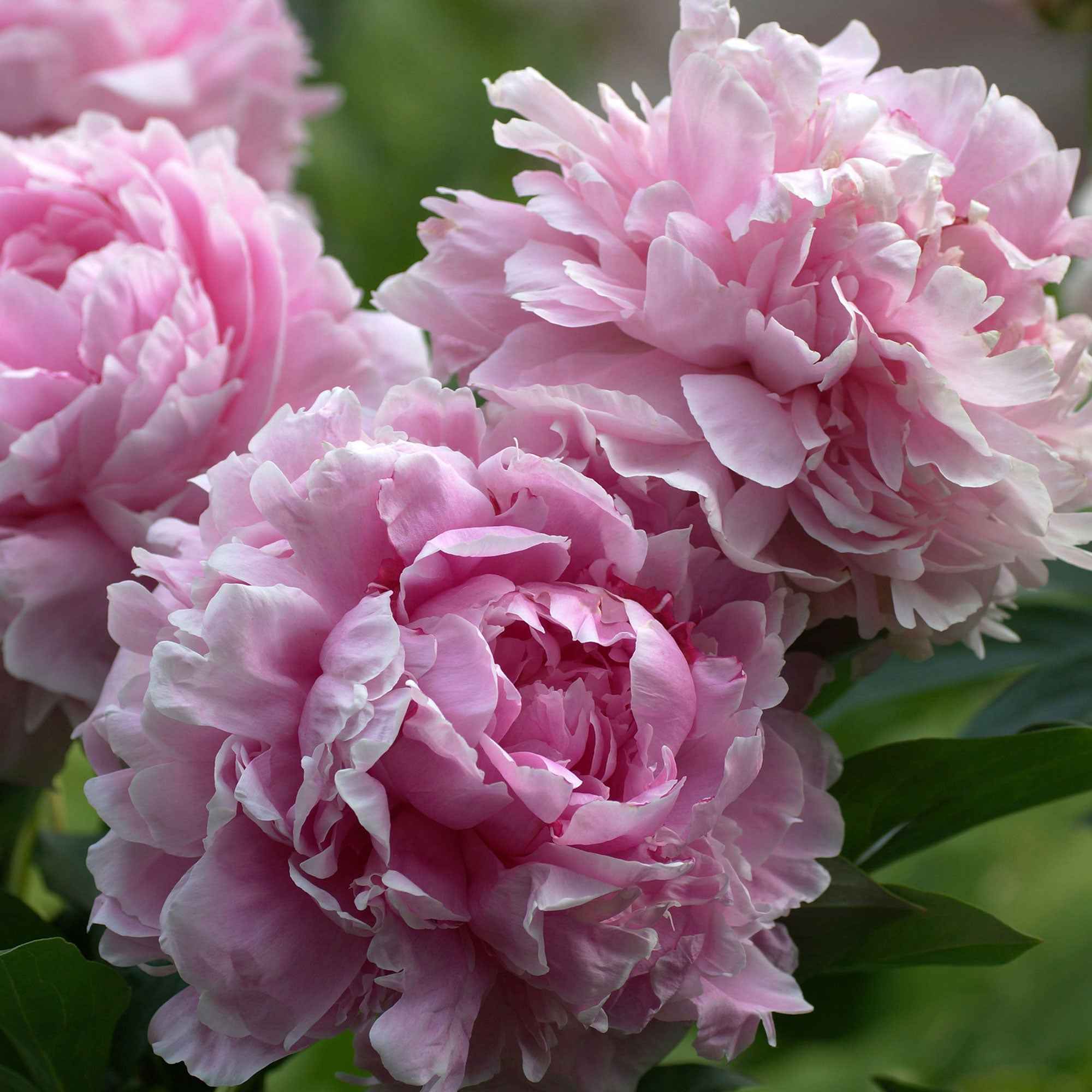 Pivoine Paeonia 'Sarah Bernhardt' - Biologique rose