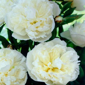 Pivoine Duchesse de Nemours - Paeonia lactiflora 'duchesse de nemours' - Plantes