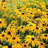 Rudbeckia 'Goldsturm' - Rudbeckia fulgida 'goldsturm' - Plantes