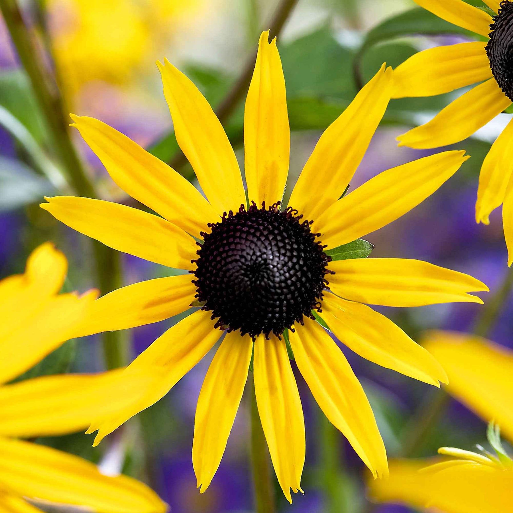 Rudbeckia 'Goldsturm' - Rudbeckia fulgida 'goldsturm' - Plantes vivaces