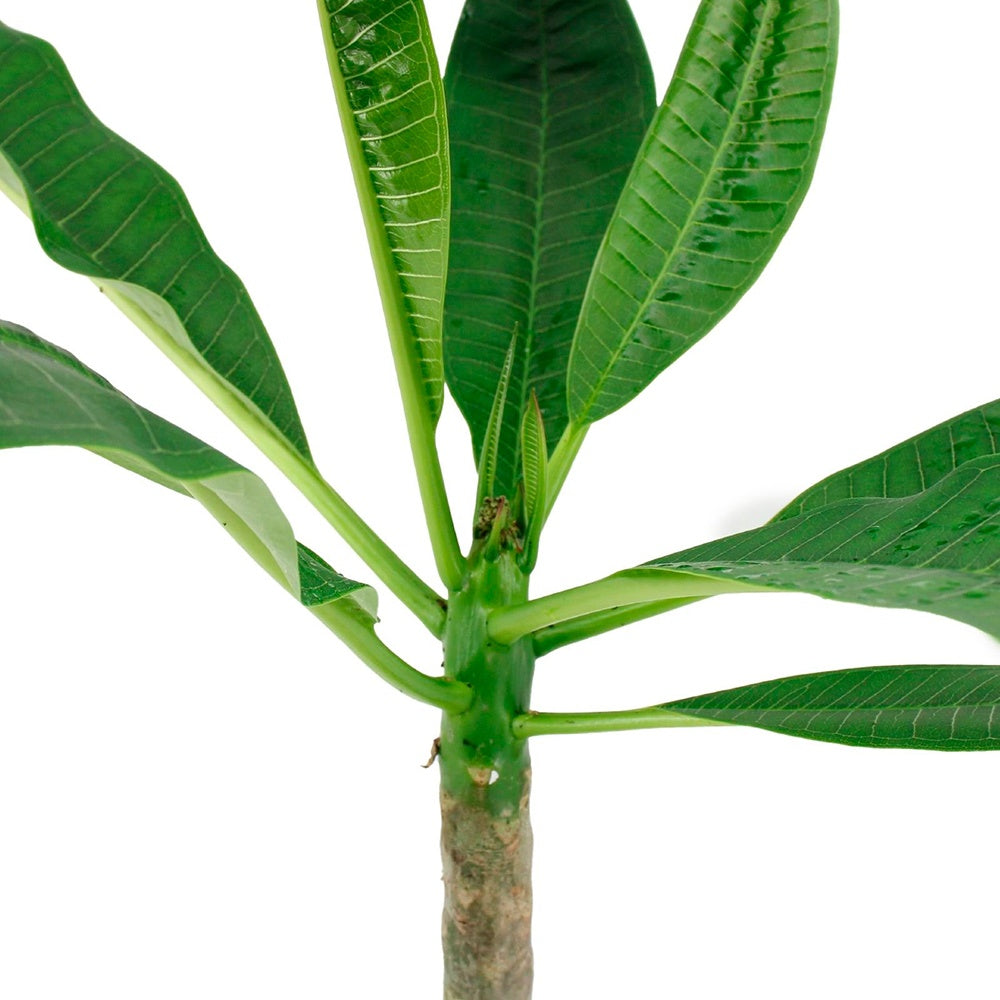 Frangipanier rouge - Plumeria rubra bordeau - Plantes d'intérieur