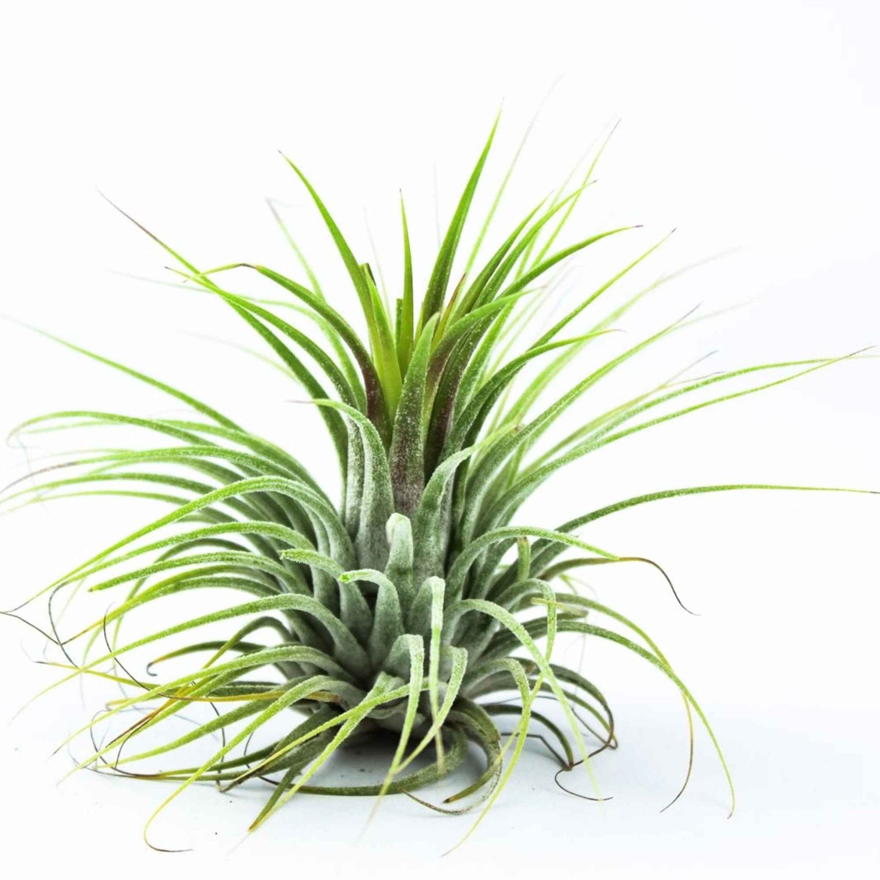 Tillandsia ionantha Druid - Tillandsia ionantha druid - Plantes