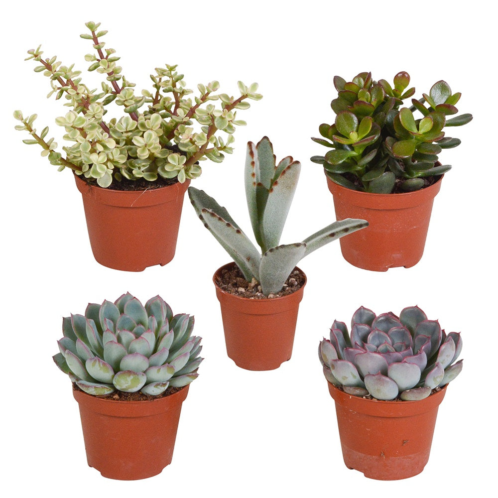 Collection de 5 succulentes - Crassula , 2 Echeveria , Portulacaria Afra, Kalanchoe Tomentosa