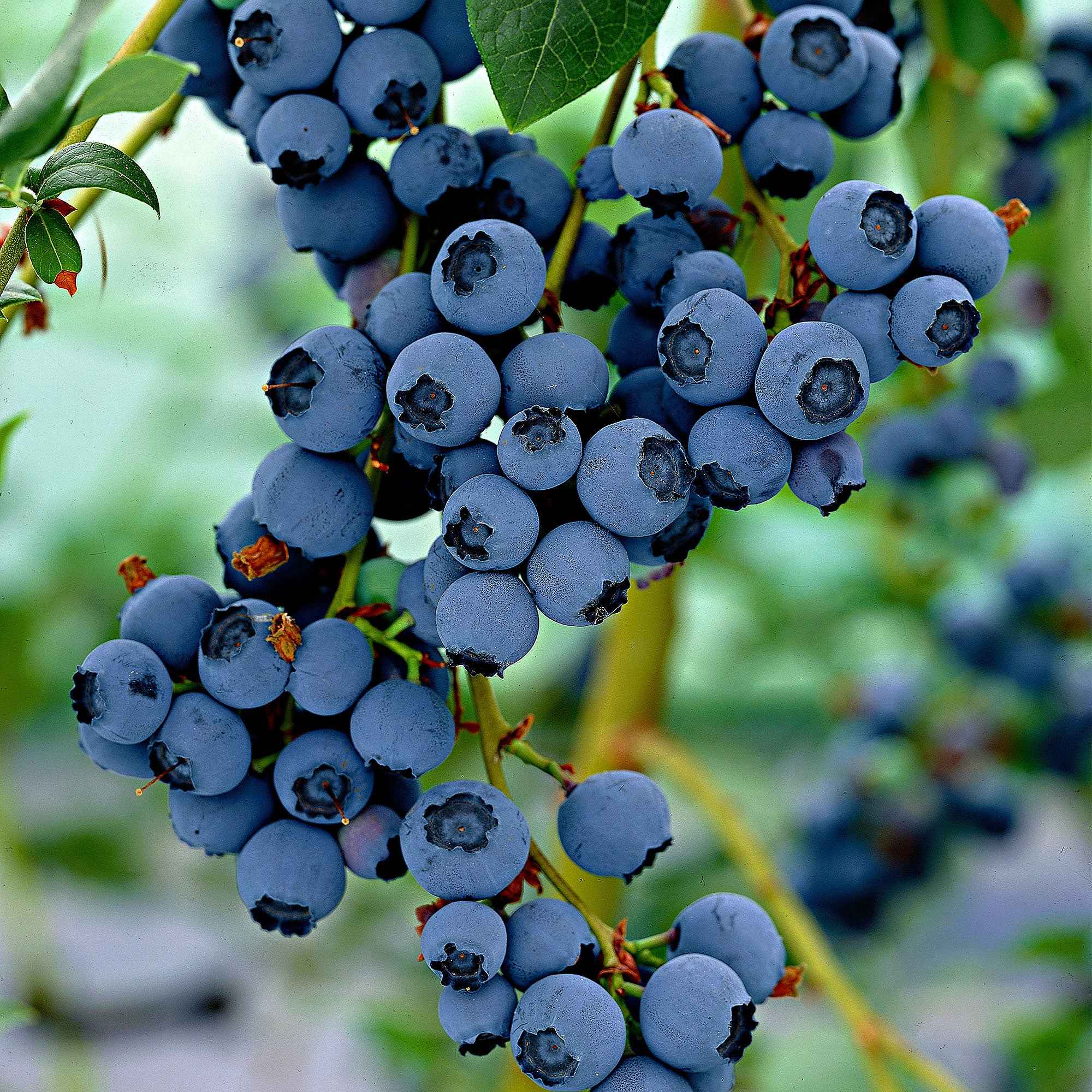 Myrtiller Little Blue Wonder - Vaccinium corymbosum 'little blue wonder' - Plantes