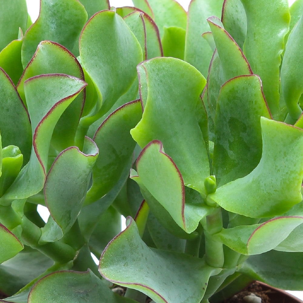 Crassula Arborescens 'Curly Green' - Crassula Arb. Curly Green