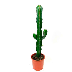 Euphorbe cactiforme - Euphorbia acruensis - Plantes d'intérieur