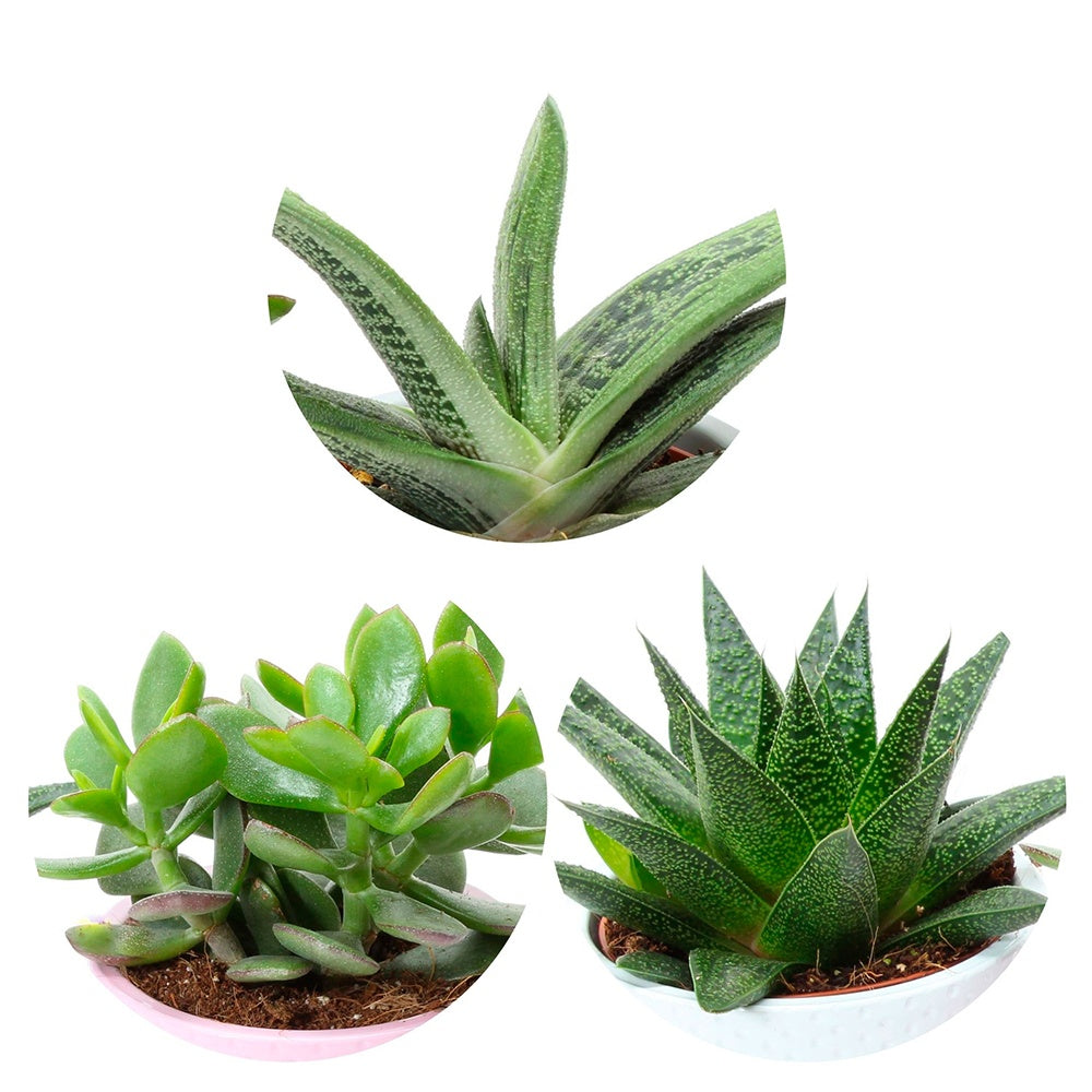 Collection de 3 succulentes - Crassula 'minova magic', gasteria 'flow', gasteria 'little warty' - Plantes d'intérieur