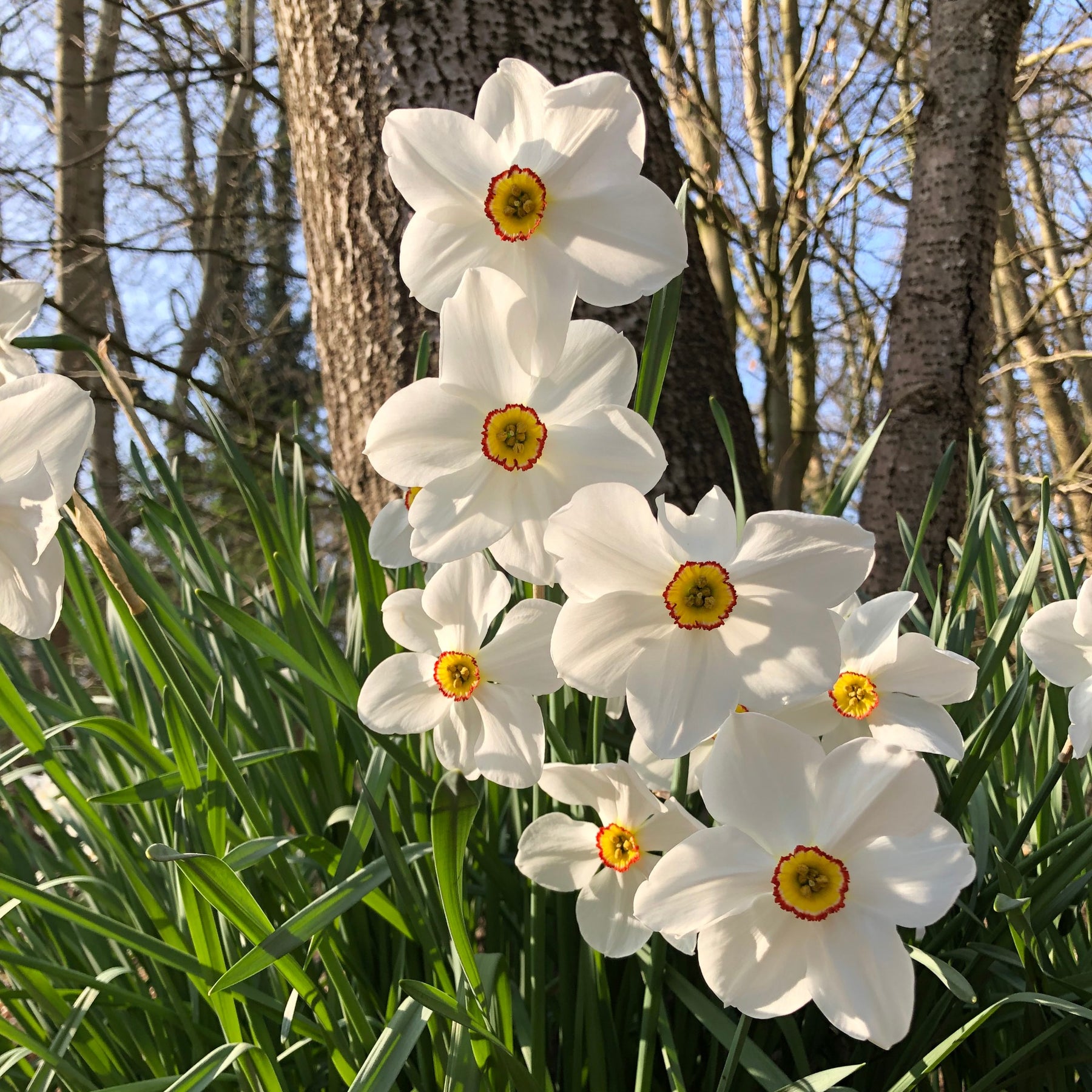 Collection de 30 Narcisses Fortune et Rijnveld Early Sensation - Narcissus 'fortune', 'rijnveld early sensation', ' - Plantes