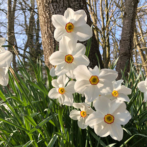 Collection de 30 Narcisses Fortune et Rijnveld Early Sensation - Narcissus 'fortune', 'rijnveld early sensation', ' - Plantes