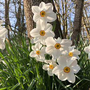 10 Narcisses des poètes Actea - Narcissus actea - Plantes